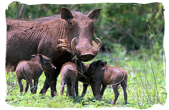 Warthog family - Skukuza Safari, Travel and Accommodation