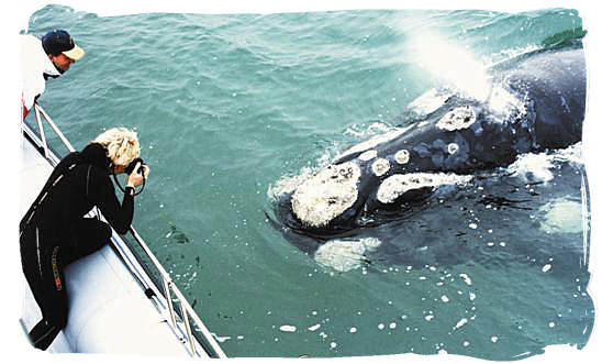 Eye to Eye encounter with a Southern Right whale