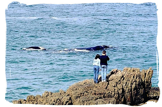 Southern Right Whales frolicking just off the Park's shoreline - West Coast National Park Activity, South Africa National Parks