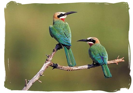 White fronted Bee-eaters - Crocodile Bridge rest camp in the Kruger National Park