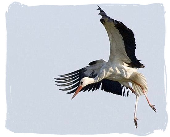 White Stork coming in to land - Mapungubwe National Park, cultural landscape, region, ruins