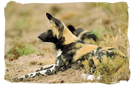 Wild dogs near Punda Maria rest camp