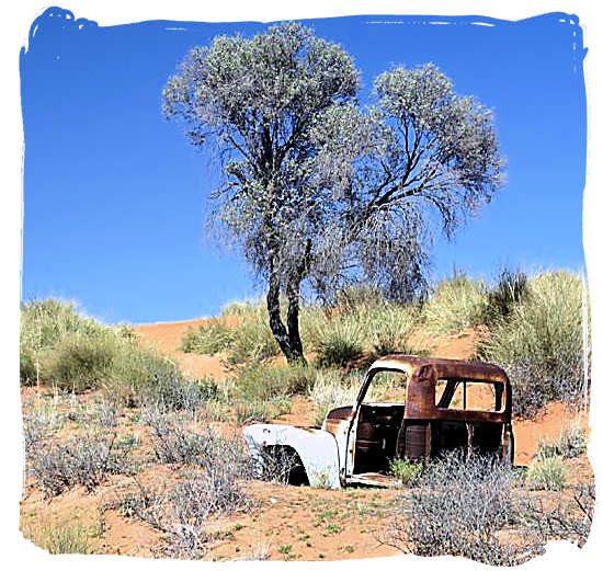 This one didn’t survive - Kalahari Desert Climate in the Kgalagadi Transfrontier National Park