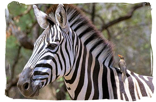 Zebra with oxpecker on its back - Sirheni Bushveld Camp, Kruger National Park Safari, South Africa