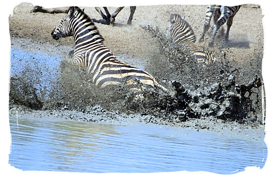 Getting away from the Crocodiles - The endangered Mountain Zebras in the Mountain Zebra National Park