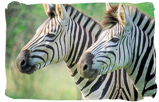 Olifants Restcamp, Kruger National Park, South Africa - Zebras