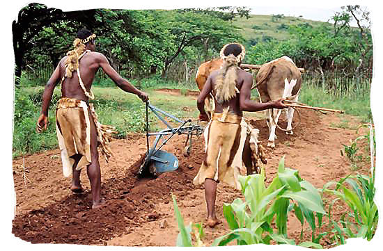 Zulus ploughing the land like in the old days