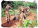 Zulus ploughing the land like in the old days