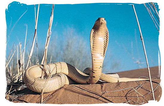 Yellow Cape Cobra on a Kalahari sand dune - Information Kgalagadi Park, Kgalagadi Photos, South Africa