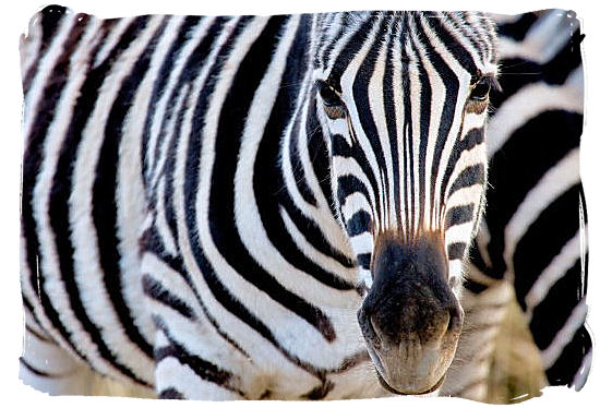 Portrait of a Zebra