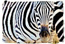 Zebra close-up