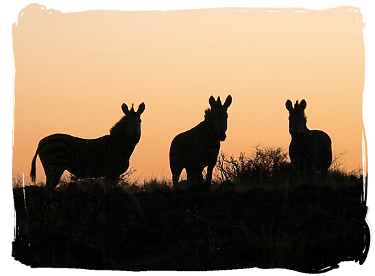 A beautiful Zebra sunset - about the Cape Mountain Zebras in the Mountain Zebra National Park