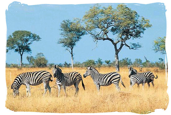 Zebras on the African savannah - Biyamiti bushveld camp