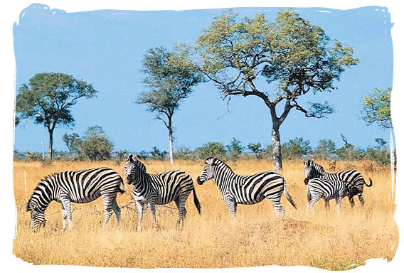 Zebras - Kruger National Park Camps, Kruger National Park, Map, Tours, Safaris