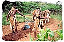 Zulus ploughing with oxen